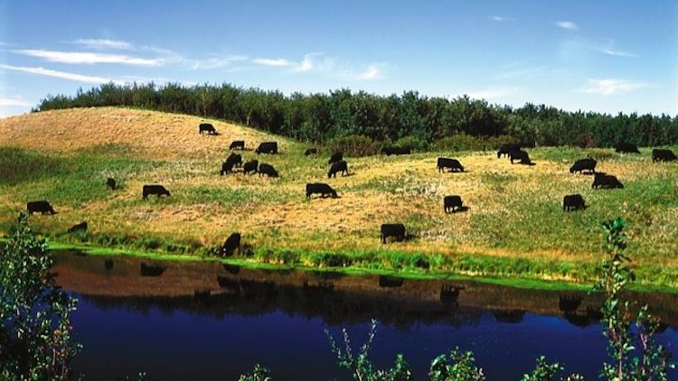 Cows Grazing in Field