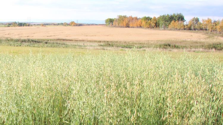 Dryland Timothy and Oaten Hay