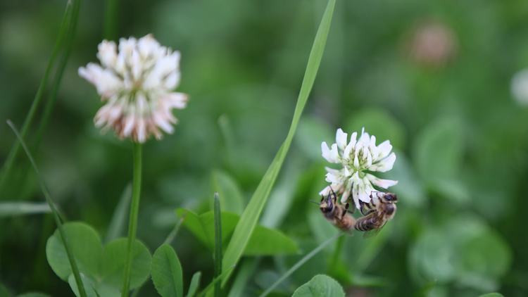 White Clover Blossoms