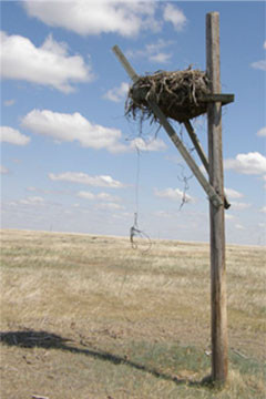 Artificial Nest Platform