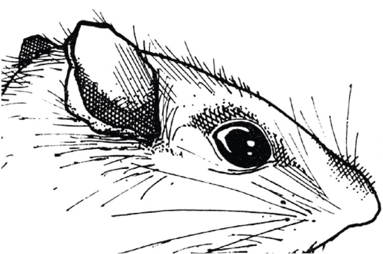 Photo of the Norway rats eyes, nose and ears