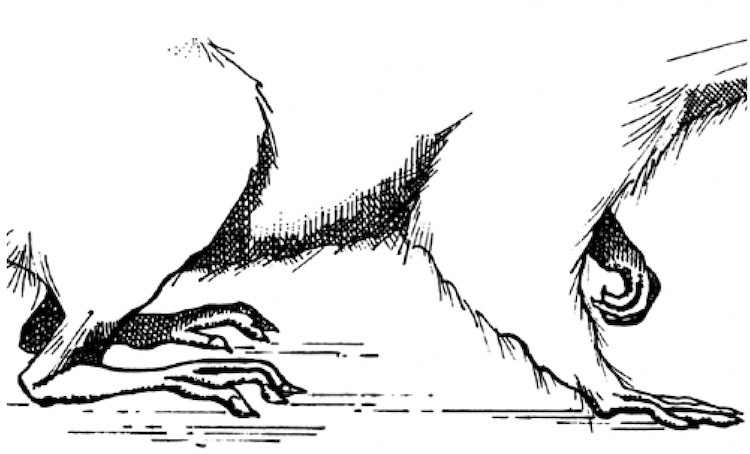 Photo of the Norway rat feet