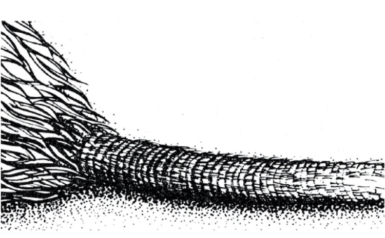 Photo of the Norway rats tail