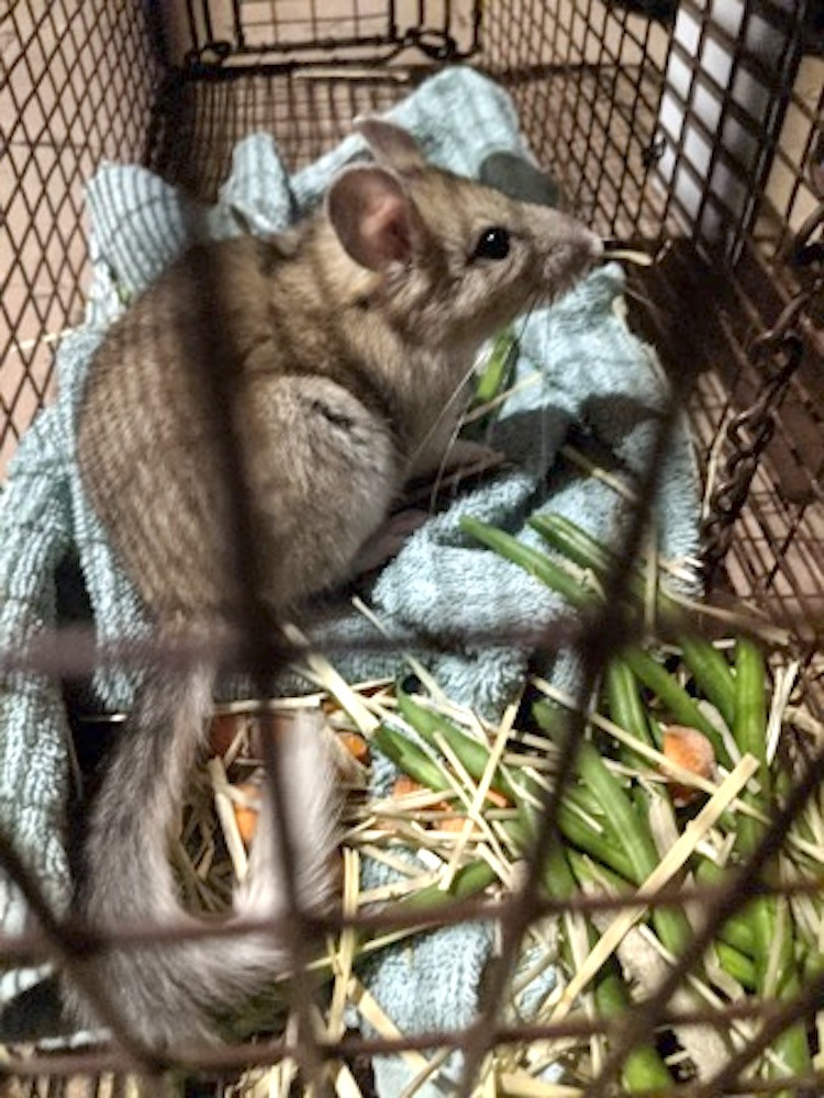 Photo of a Bushy tailed wood rat (pack rat)