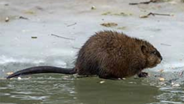 Photo of a Muskrat