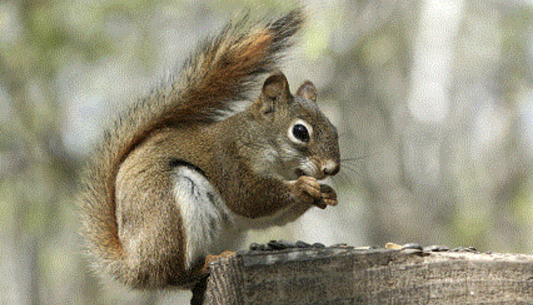 Photo of a Squirrel
