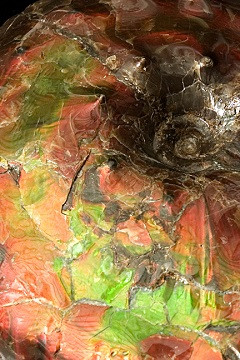 Close-up of ammonite with ammolite