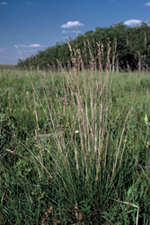 Grass emblem - Rough Fescue