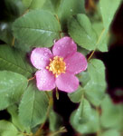 Floral emblem - Wild Rose, Rosa acicularis