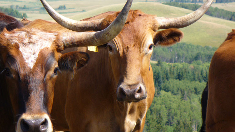 Photo of 2 steers in the hills