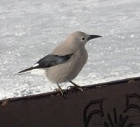 Close-up of Clark's nutcracker