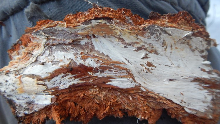 Armillaria Spp. Fungal Mat Under Bark