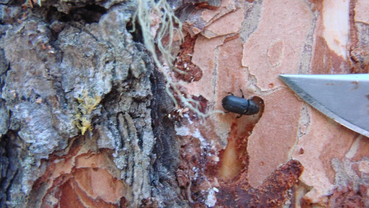 Mountain Pine Beetle on Bark