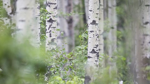 Photo looking through a bunch of trees.