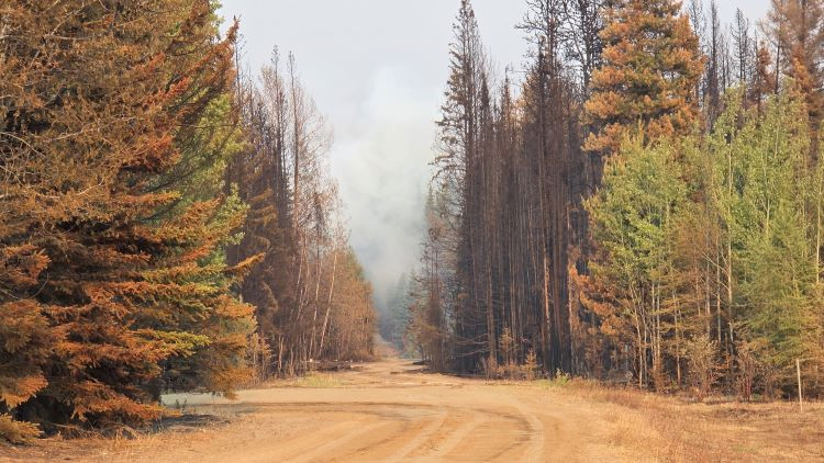 Orange burnt conifers and deciduous trees along a sandy gravel road. Smoke billows in the background amongst the burn black spruce.