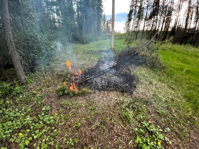 Open flame burning on top of green vegetation with a tree fallen on a powerline.