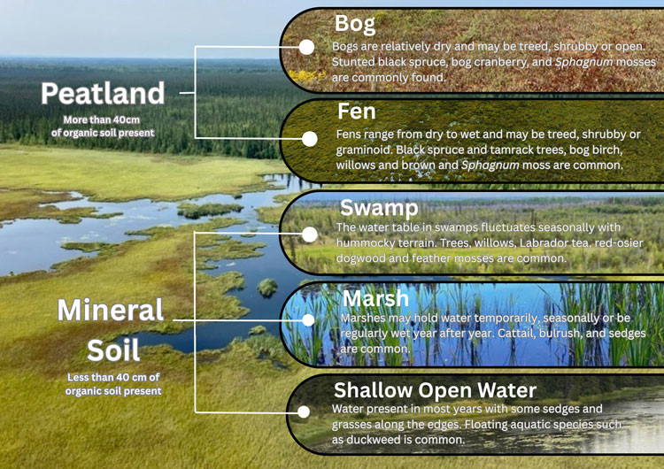 Alberta Wetland Classification System: 5 classes including bog, fen, swamp, marsh and shallow open water