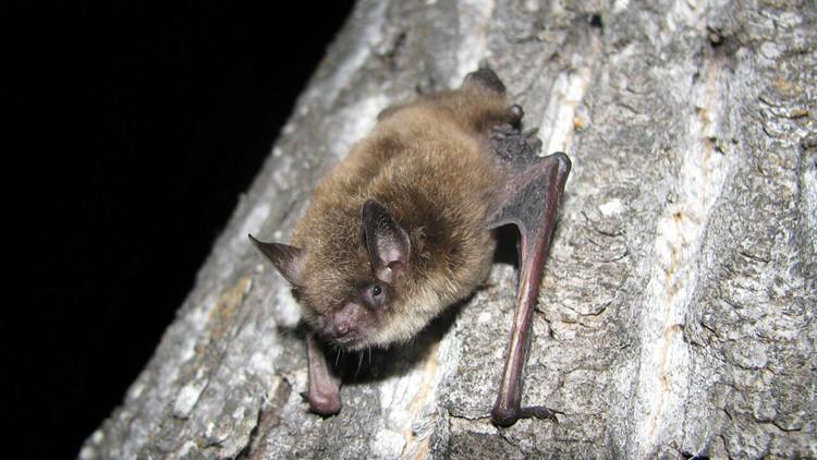Photo of a little brown myotis bat holding onto a tree.