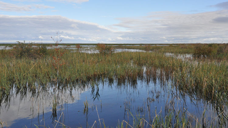 Marsh complex at Beaverhill Lake