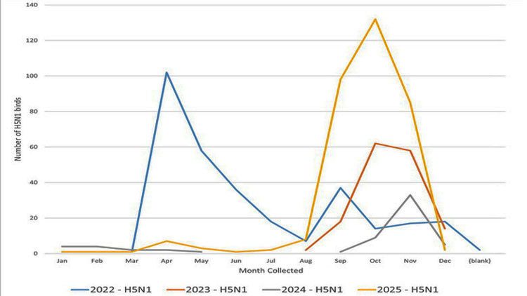 Chart showing Monthly distribution of H5N1 cases in wild birds from 2022 to 2025