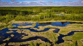 A marsh complex in Alberta’s boreal forest