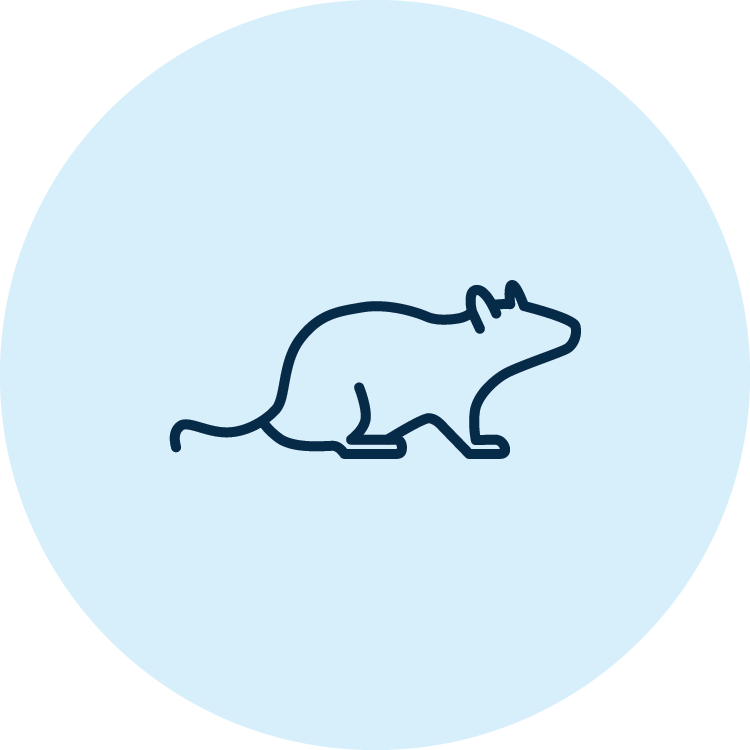 Icon outline of a rat