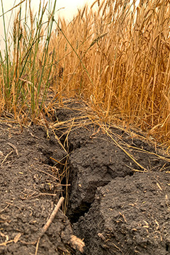 Dry, cracked soil and withered plants in drought-stricken arm field