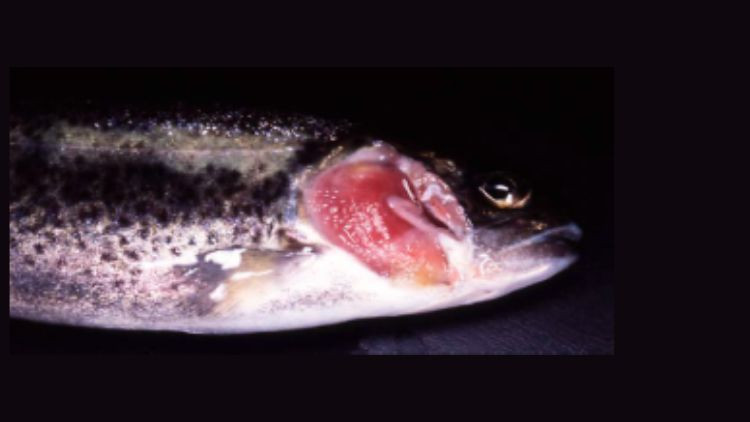 Rainbow trout affected with bacterial gill disease.