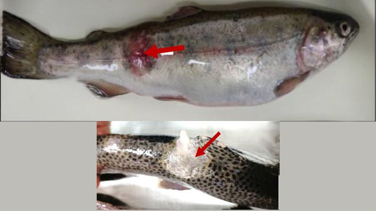 Rainbow trout with columnaris disease