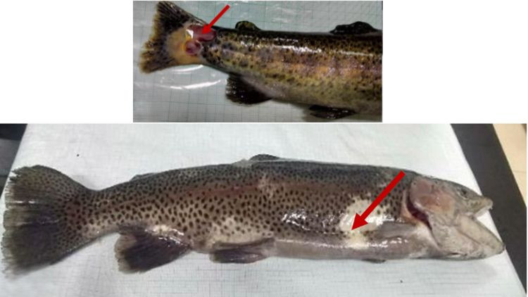 Rainbow trout with furunculosis.