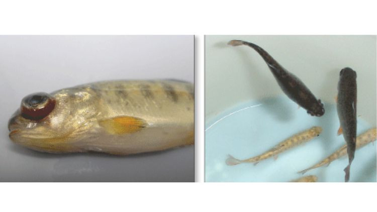 Photo of IHNV disease in rainbow trout.