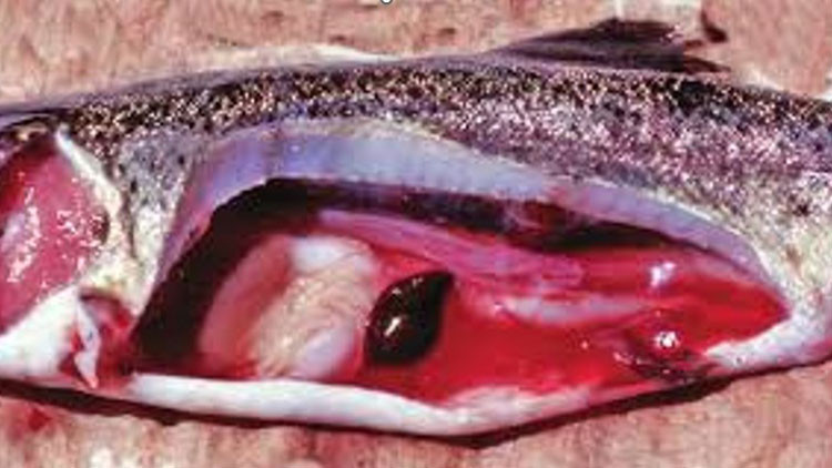 Proliferative Kidney Disease in rainbow trout.