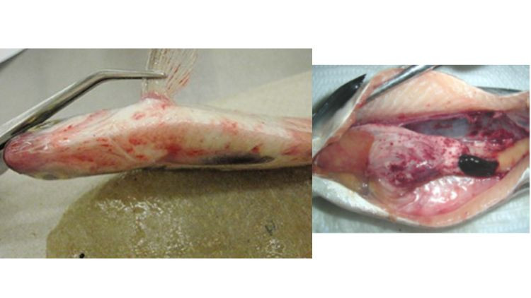 Fish with viral hemorrhagic septicemia.