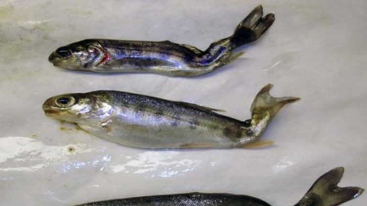 Rainbow trout infected with whirling disease.