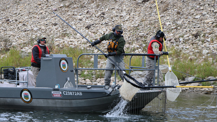 Photo of three people on a boat, scooping fish out of water with long nets. 