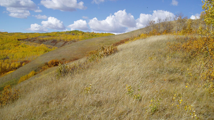 Golden hilly fields under a cloudy blue sky
