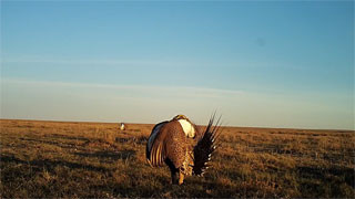 Male Sage-Grouse standing in a field under a blue sky