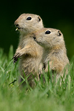 Two Richardson's ground squirrels, commonly known as gophers, standing on upright in grass