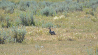 Sage-Grouse hen standing in a field