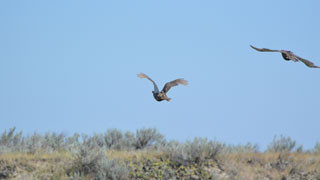 Two Sage-Grouse hens flying over a field under a blue sky