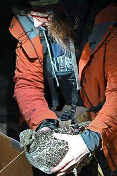 Woman holding a Sage-Grouse hen 
