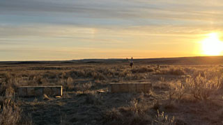 Sage-Grouse hens being released from wooden boxes in a field at sunrise