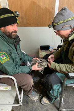 Two men sitting in chairs holding a sage-grouse hen, putting a GPS transmitter on it
