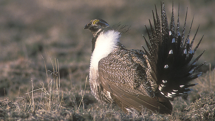 A greater sage grouse standing in a brown grassy field.