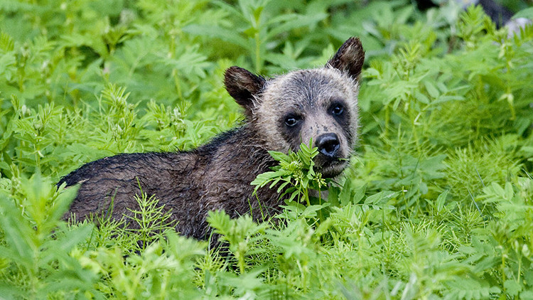 A grizzly bear cub feeding on plants in a patch of lush green shrubs.