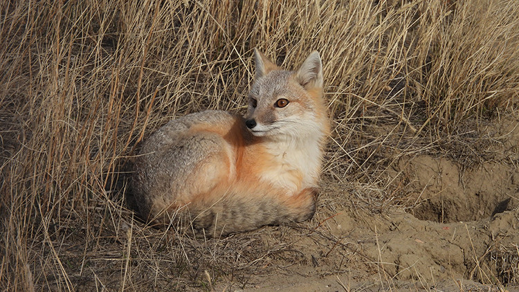 A swift fox curled up and alert in a patch of tall, brown grass.