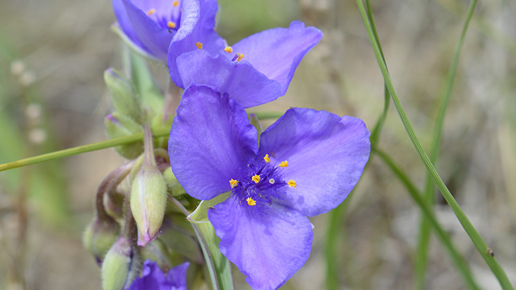 A cluster of dark blue, three-petaled blossoms of the western spiderwort, a plant species at risk.