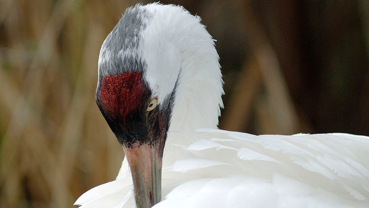 Photo of a whooping crane
