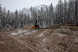 Cleared wooded area with machine gathering logs on edge of snow covered tree line.