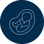 Icon of a fetus in a womb.